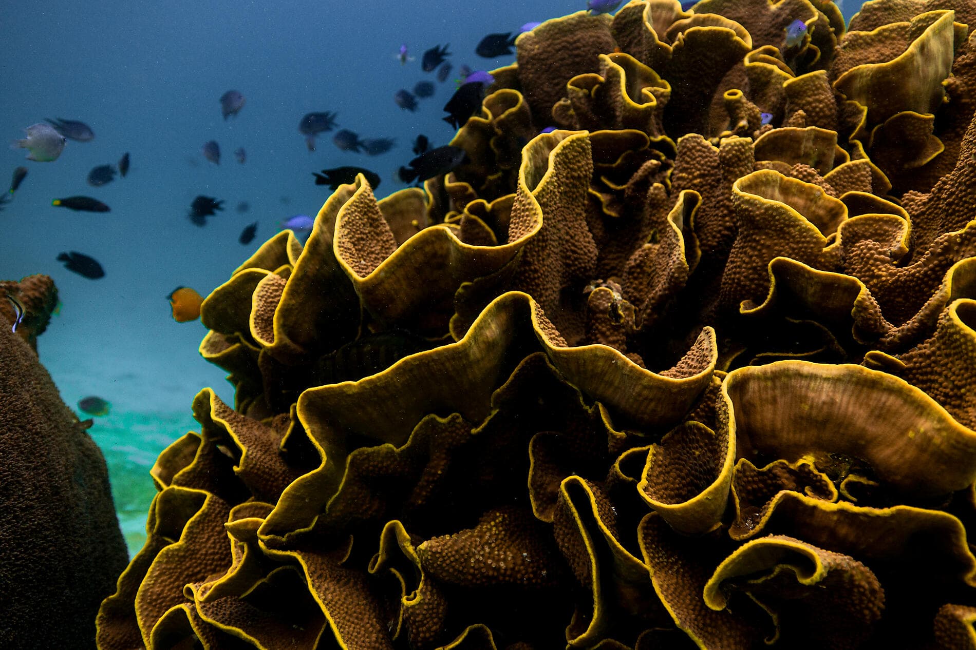 Temples sacrés et sanctuaires naturels d'Indonésie 