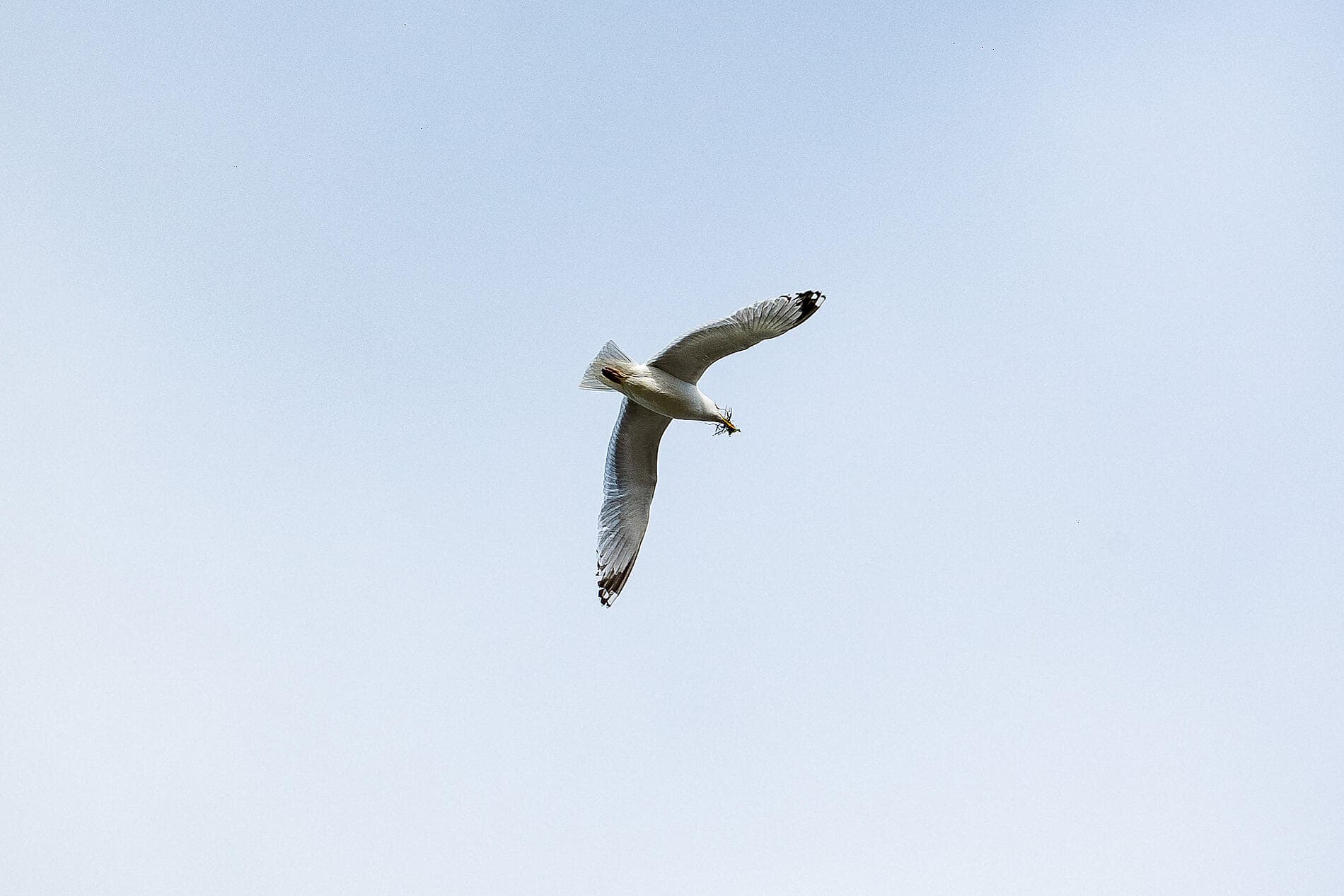 Péninsule ibérique et cités fortifiées d'Atlantique 