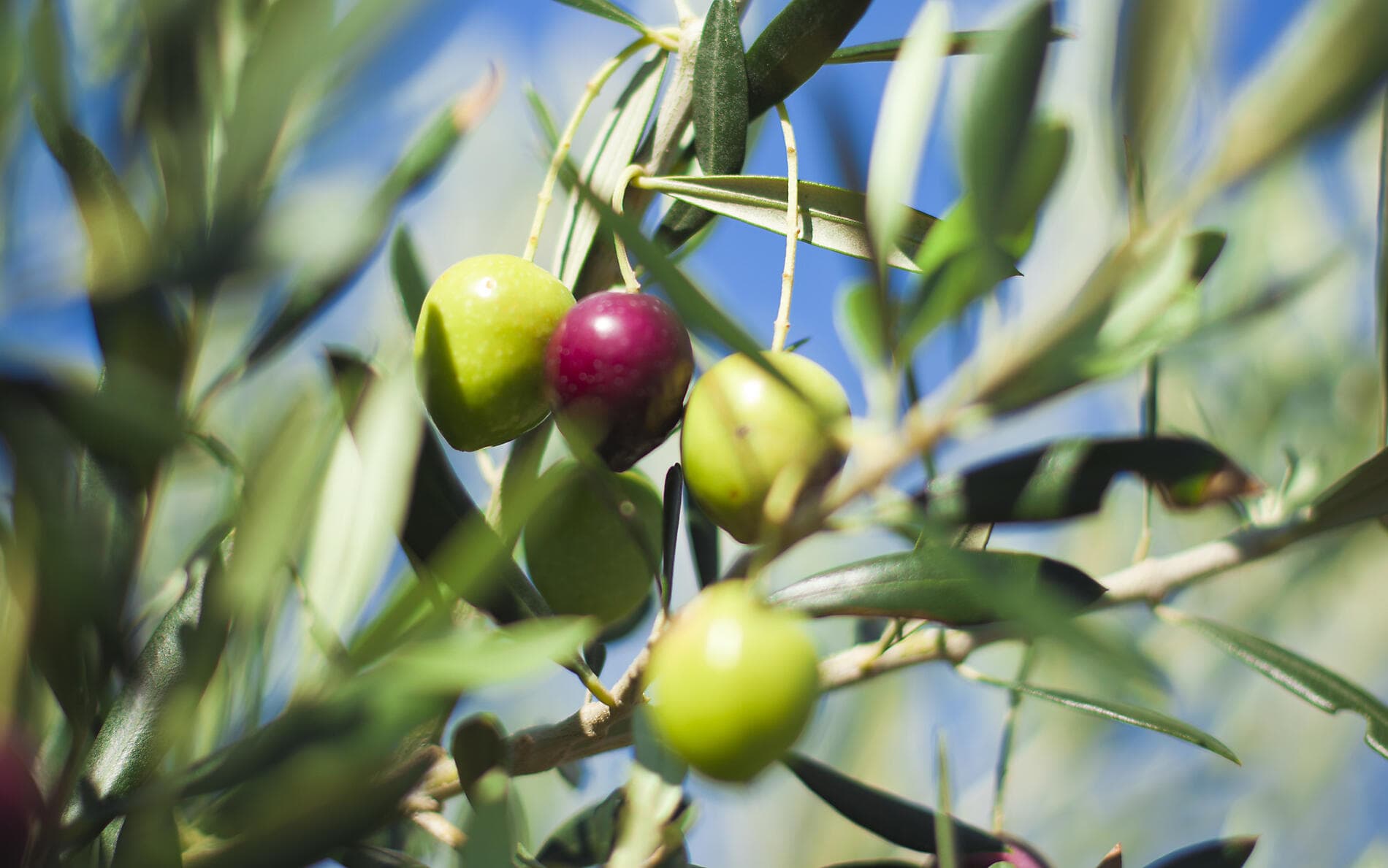 Les Cyclades, dans le sillage du Ponant