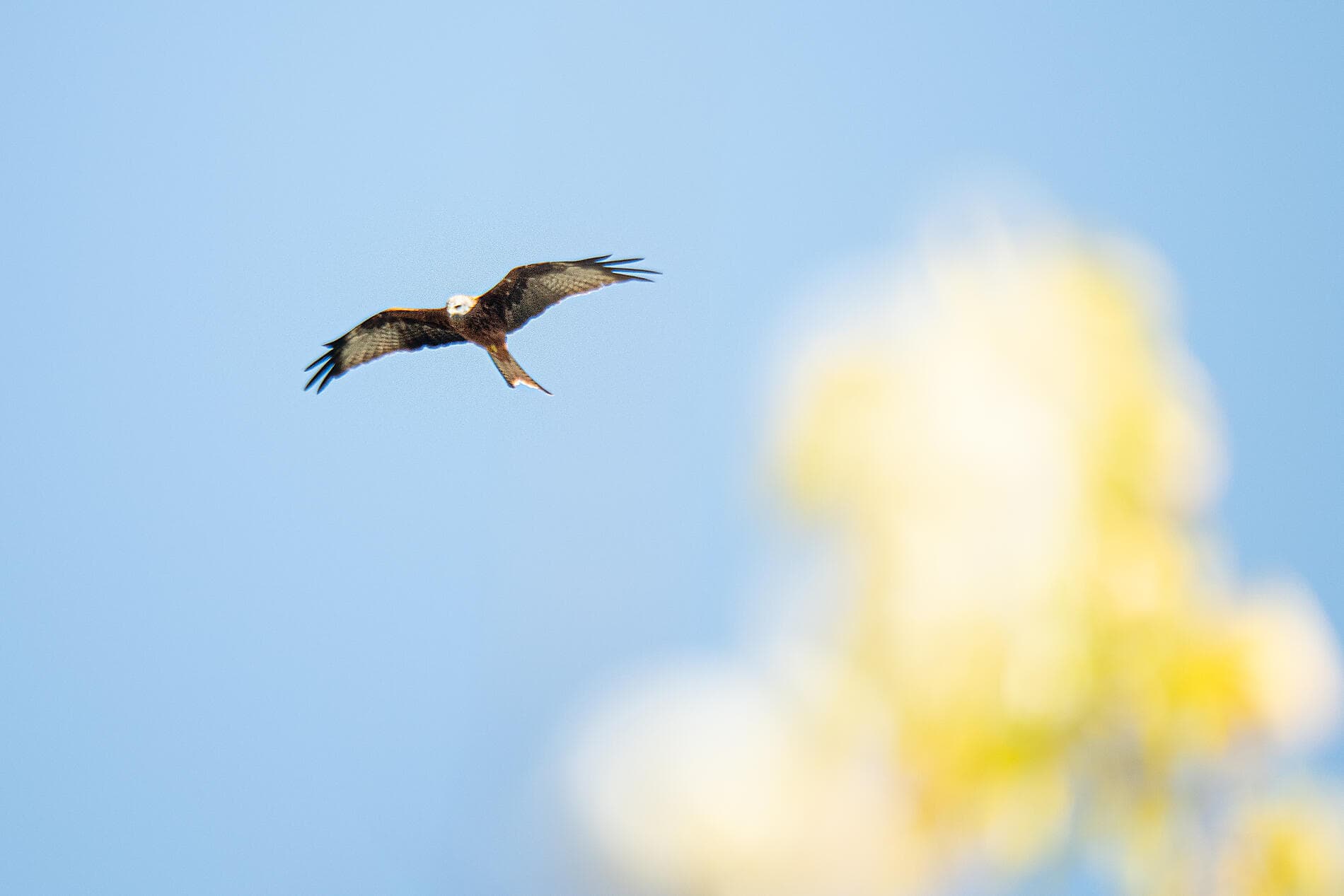 Île de Beauté et rivages ibériques 