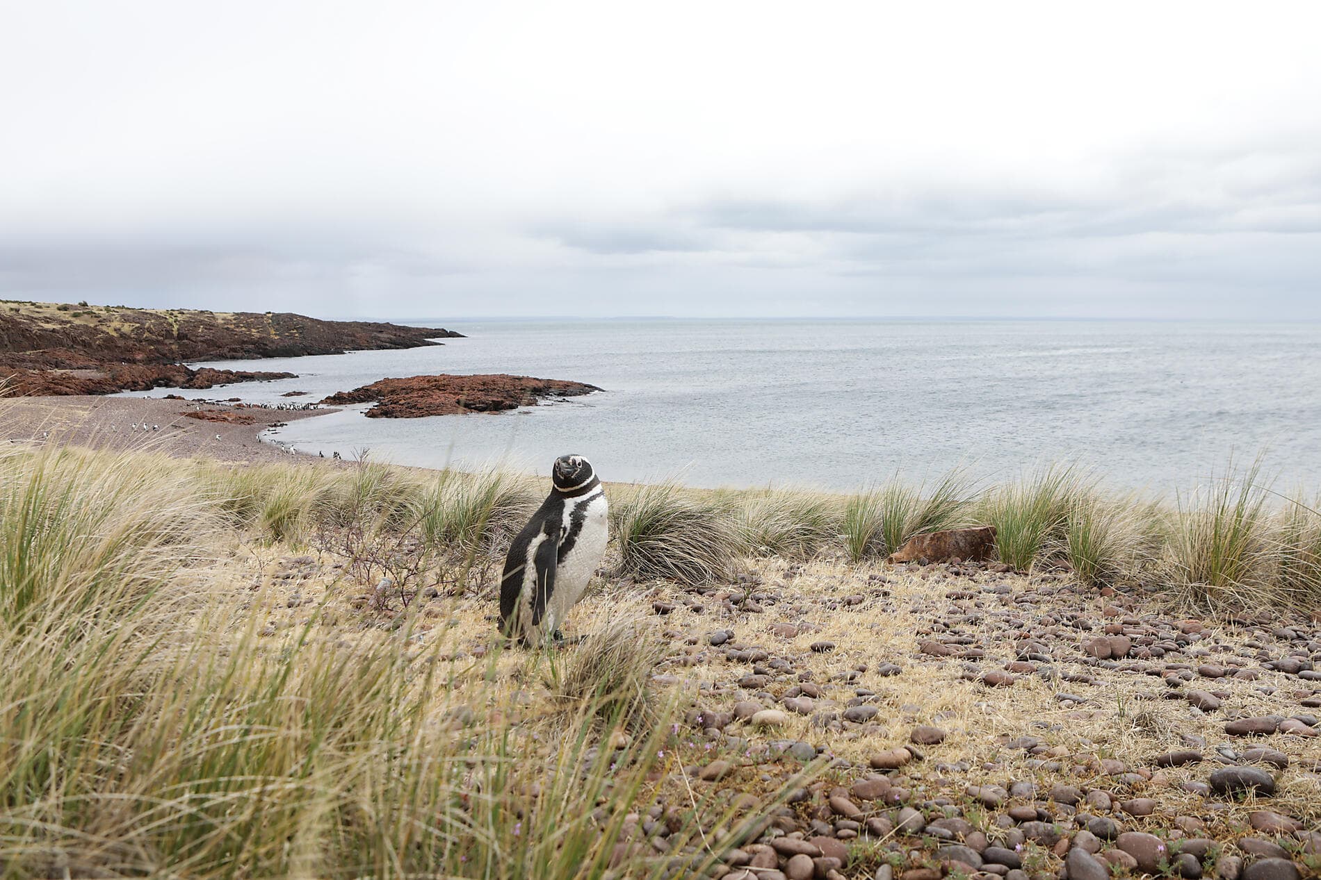 Falkland, Géorgie du Sud & péninsule Valdés : au cœur du monde sauvage 