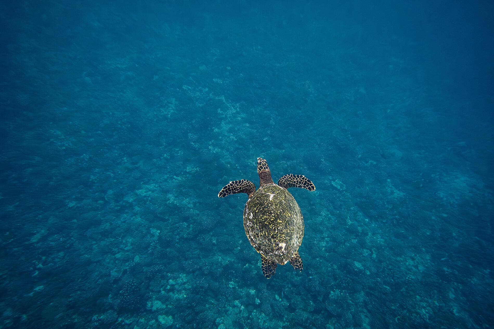 Tahiti et les îles de la Société