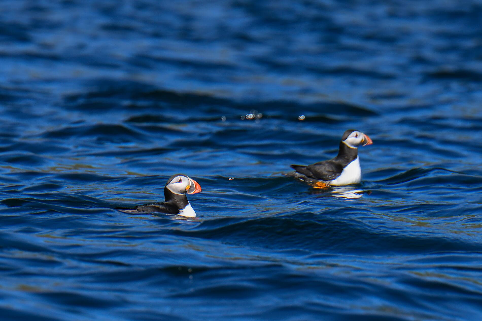 Hébrides et Highlands, terres de légendes 