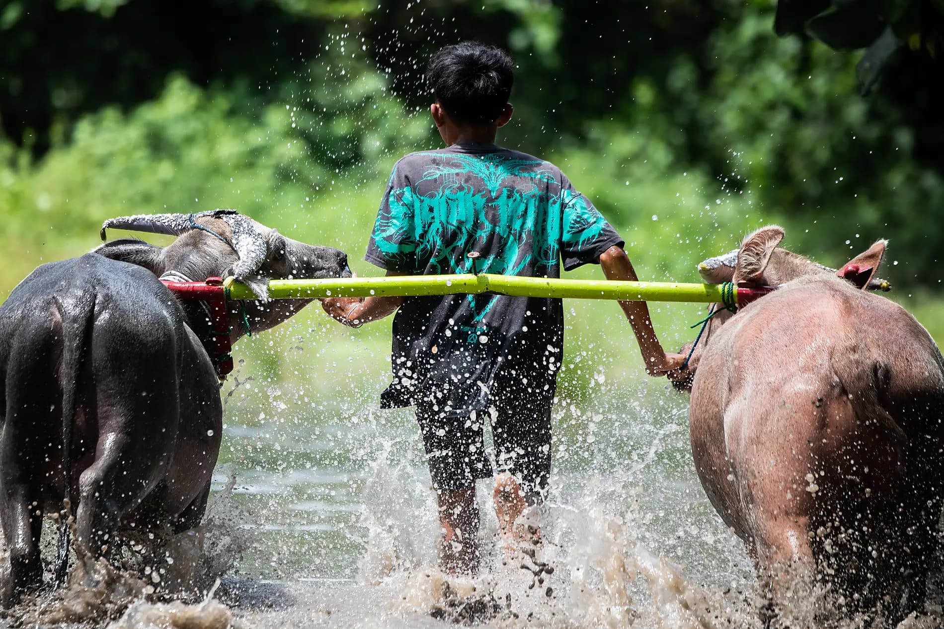 Terres sauvages d’Indonésie