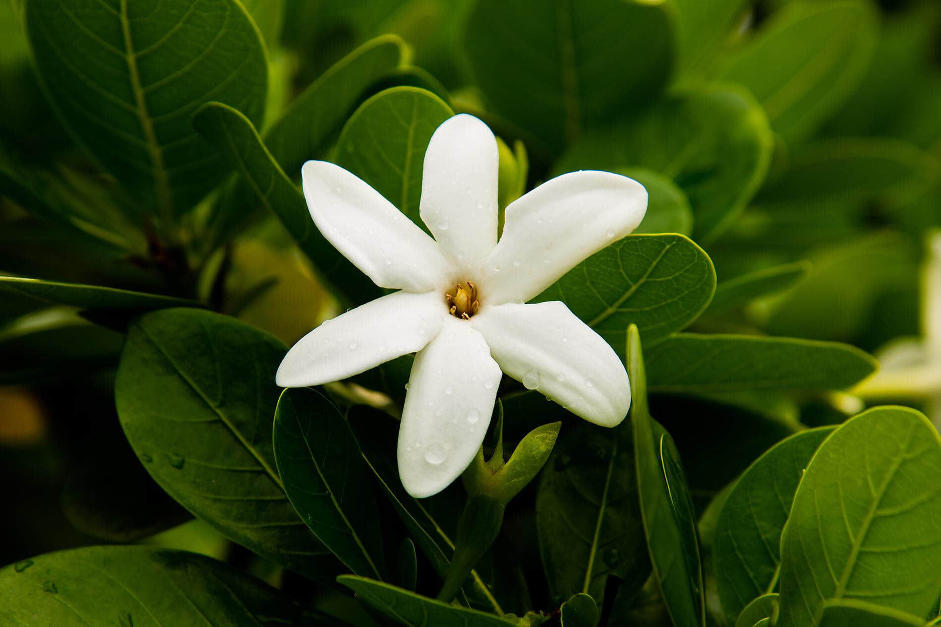 Douceur polynésienne : Marquises et Tuamotu 