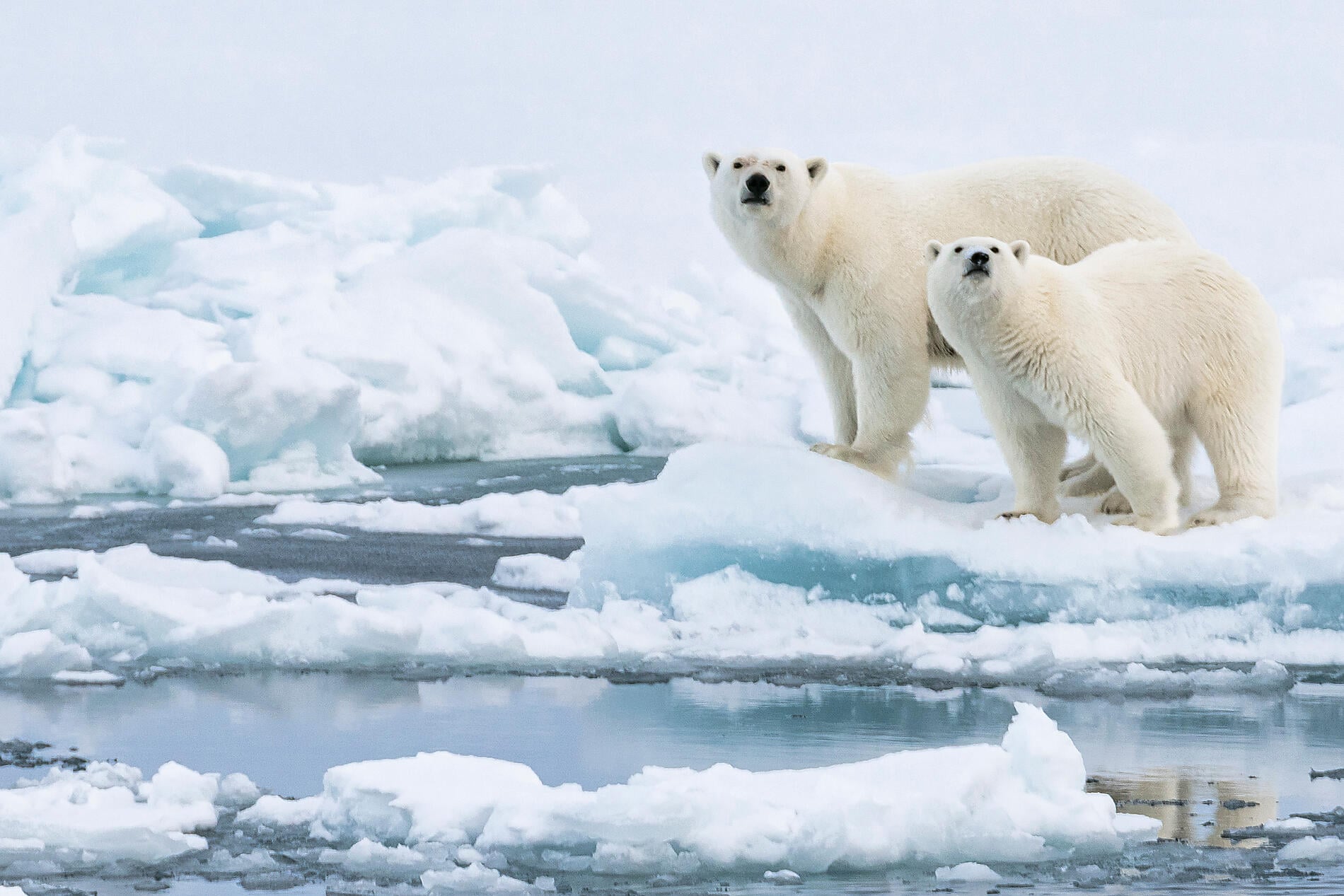 145_Ours-et-petit_banquise_CDT-Charcot©StudioPONANT-Olivier Blaud.jpg