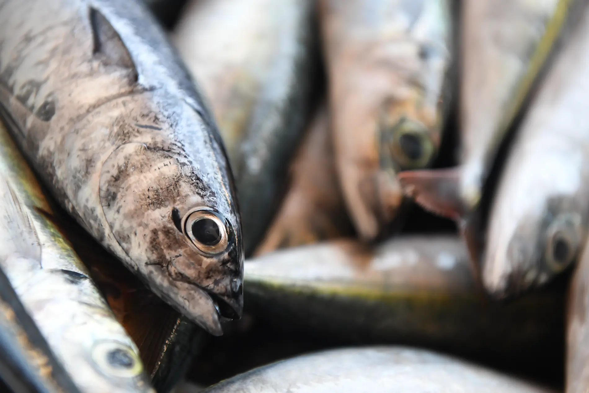Entre volcans et océan, des Canaries au Cap-Vert